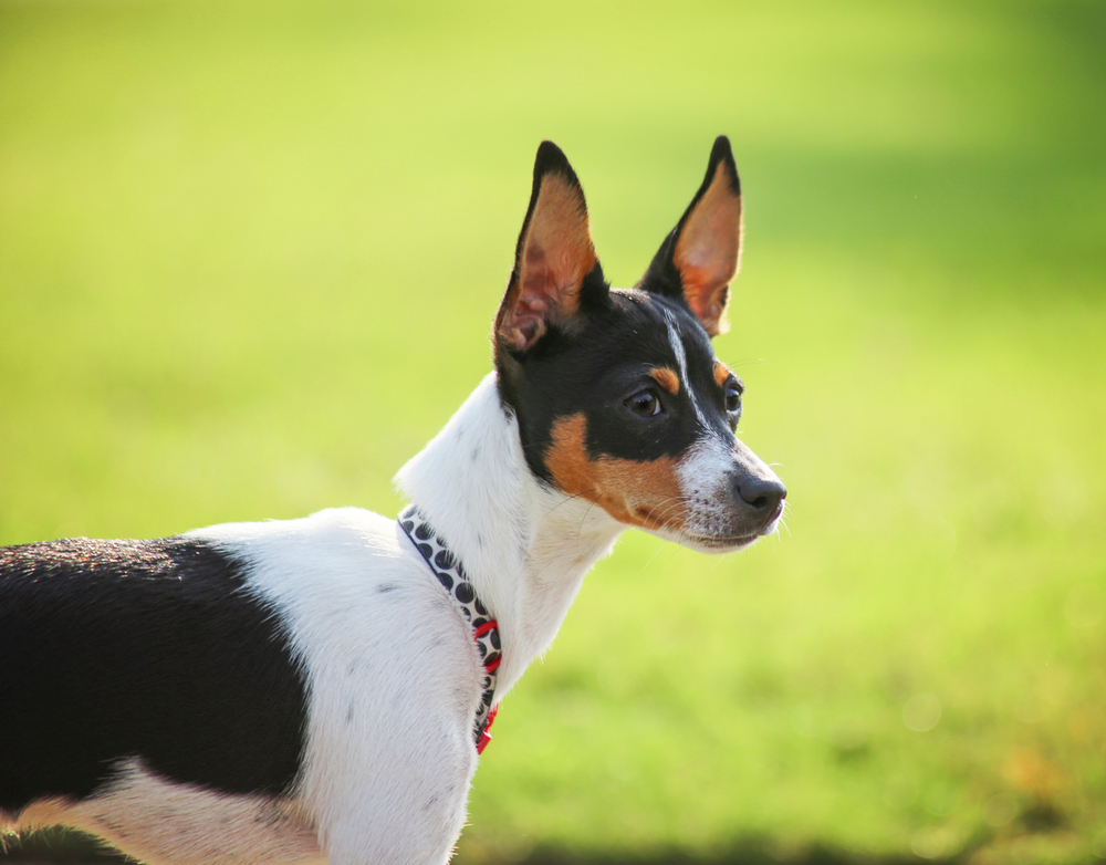 rat terrier in the park
