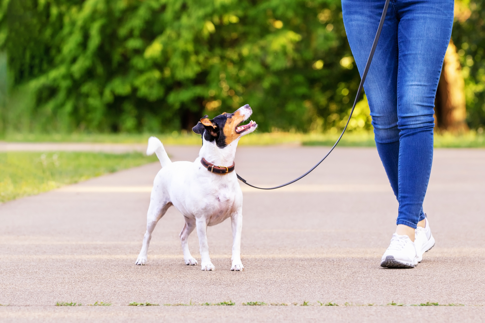 Dog-Friendly Portland: 25 Great Things to Do With Your Pooch
