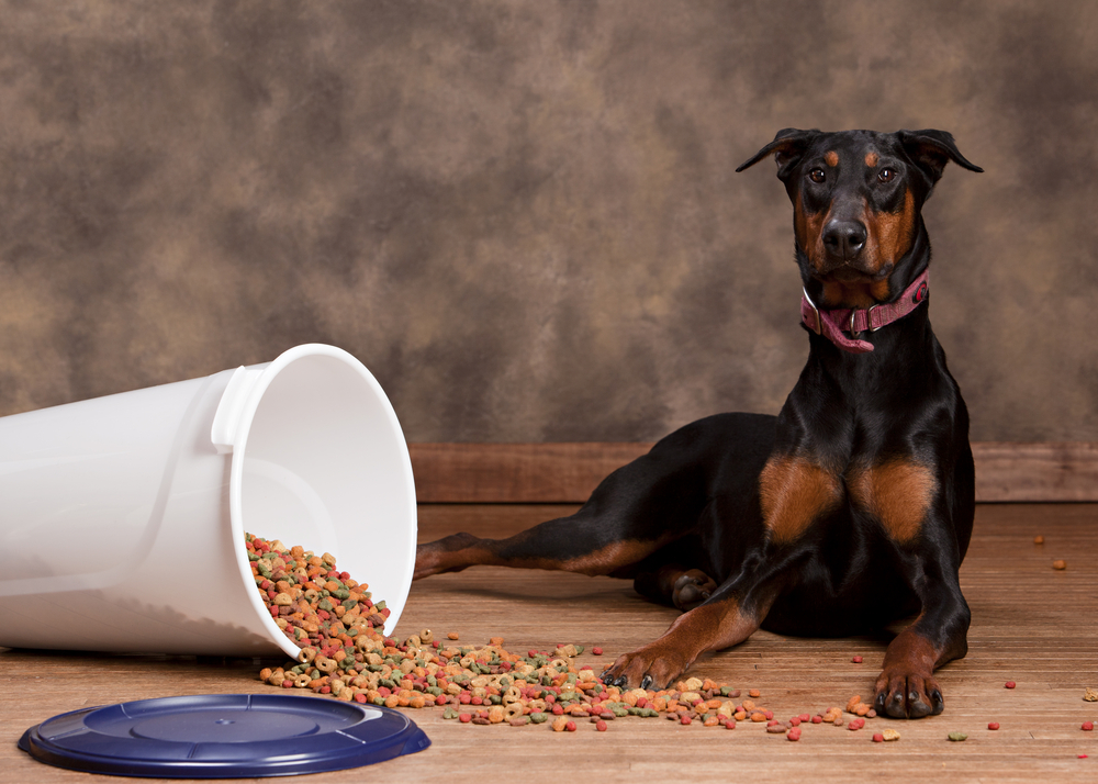 11 Best Dog Foods for Dobermans in 2026 - Reviews & Top Picks
