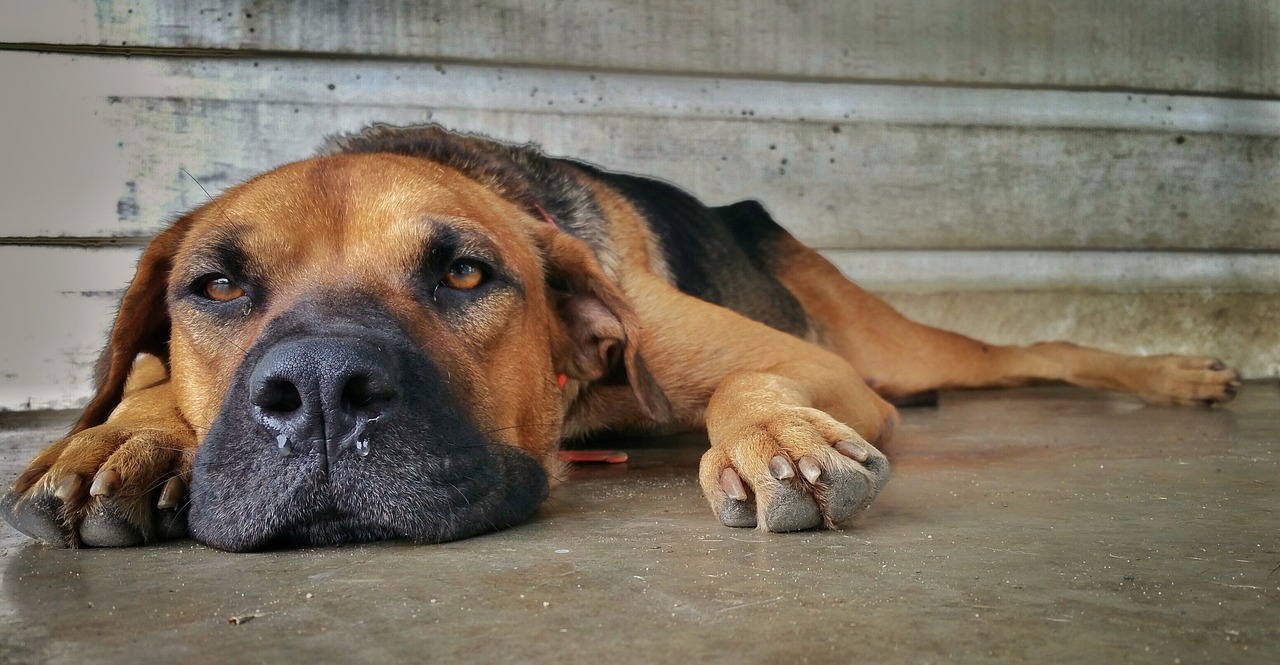 How to Clean Dog Nose Mucus: 4 Effective Steps