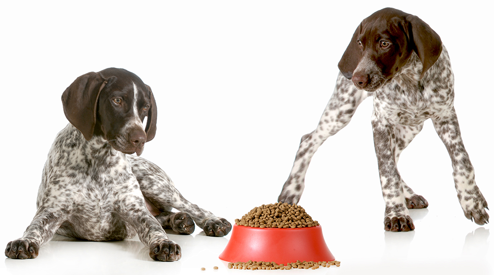 10 Best Dog Foods for German Shorthaired Pointers in 2026 – Reviews & Top Picks