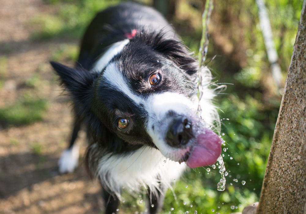 Why Does My Dog Throw Up After Drinking Water? 7 Potential Causes