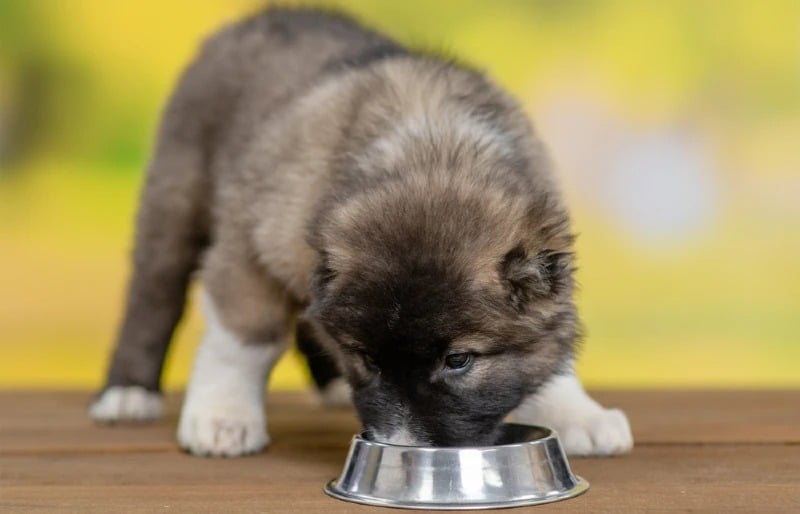 caucasian shepherd puppy dog eat