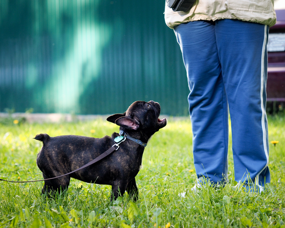 Why Does My Dog Bark at a Specific Person: 4 Vet-Reviewed Reasons