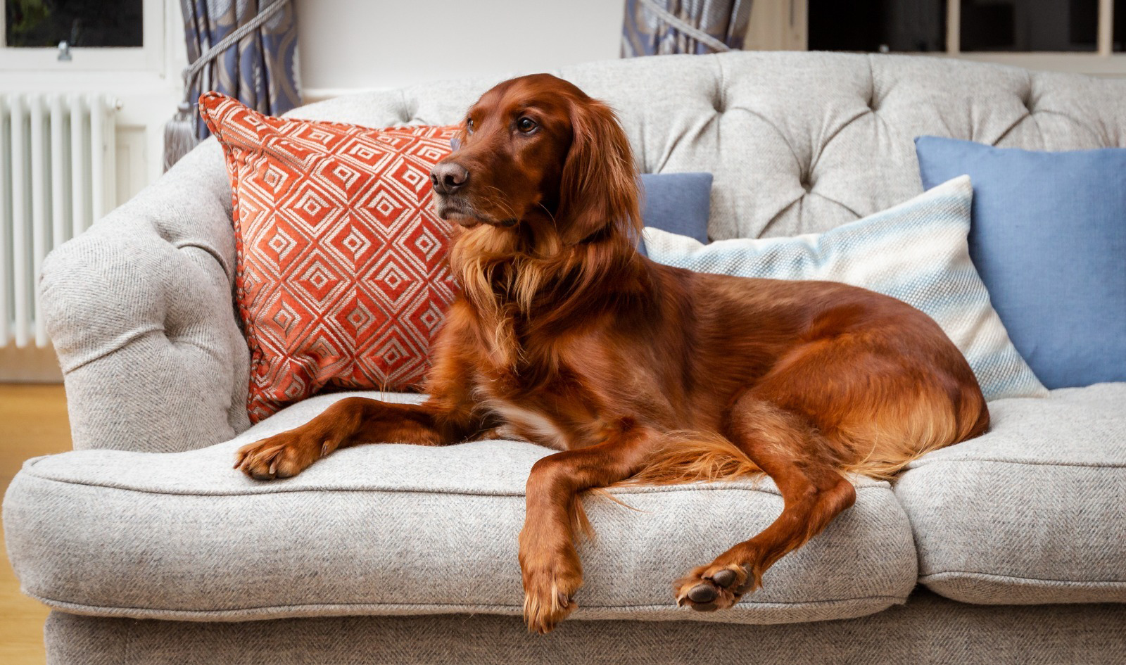 irish setter dog lying on the couch