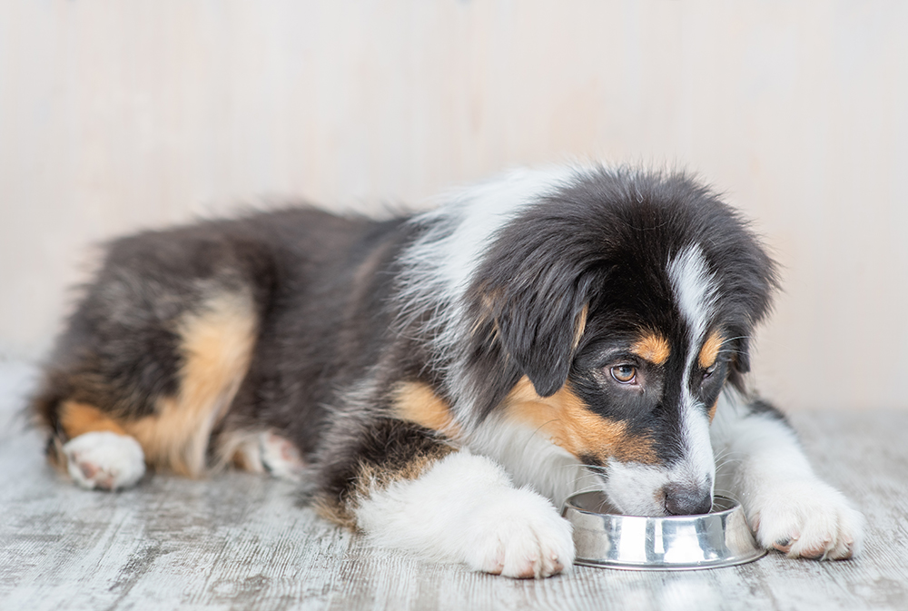 8 Best Dog Foods for Mini Aussies in 2026 – Reviews & Top Picks