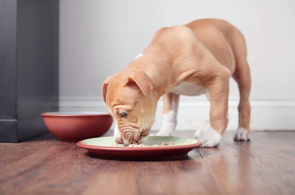 11 Best Canned & Wet Dog Food For Pitbulls in 2026: Reviews & Top Picks