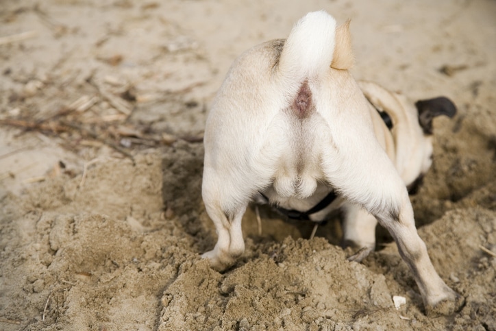 Is It Dangerous for Dogs to Burrow in Sand? Vet-Reviewed Safety Guide