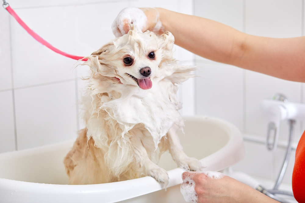 10 Best Shampoos for White Dogs in 2026 - Reviews & Top Picks