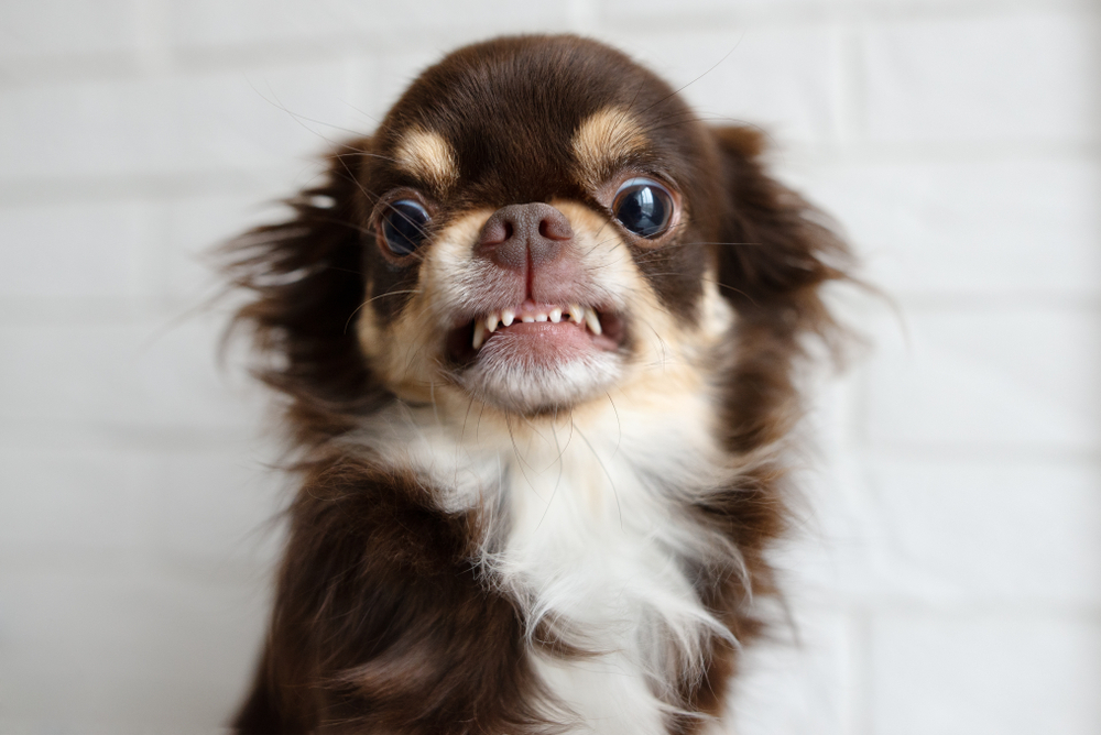 Dog Chattering Teeth