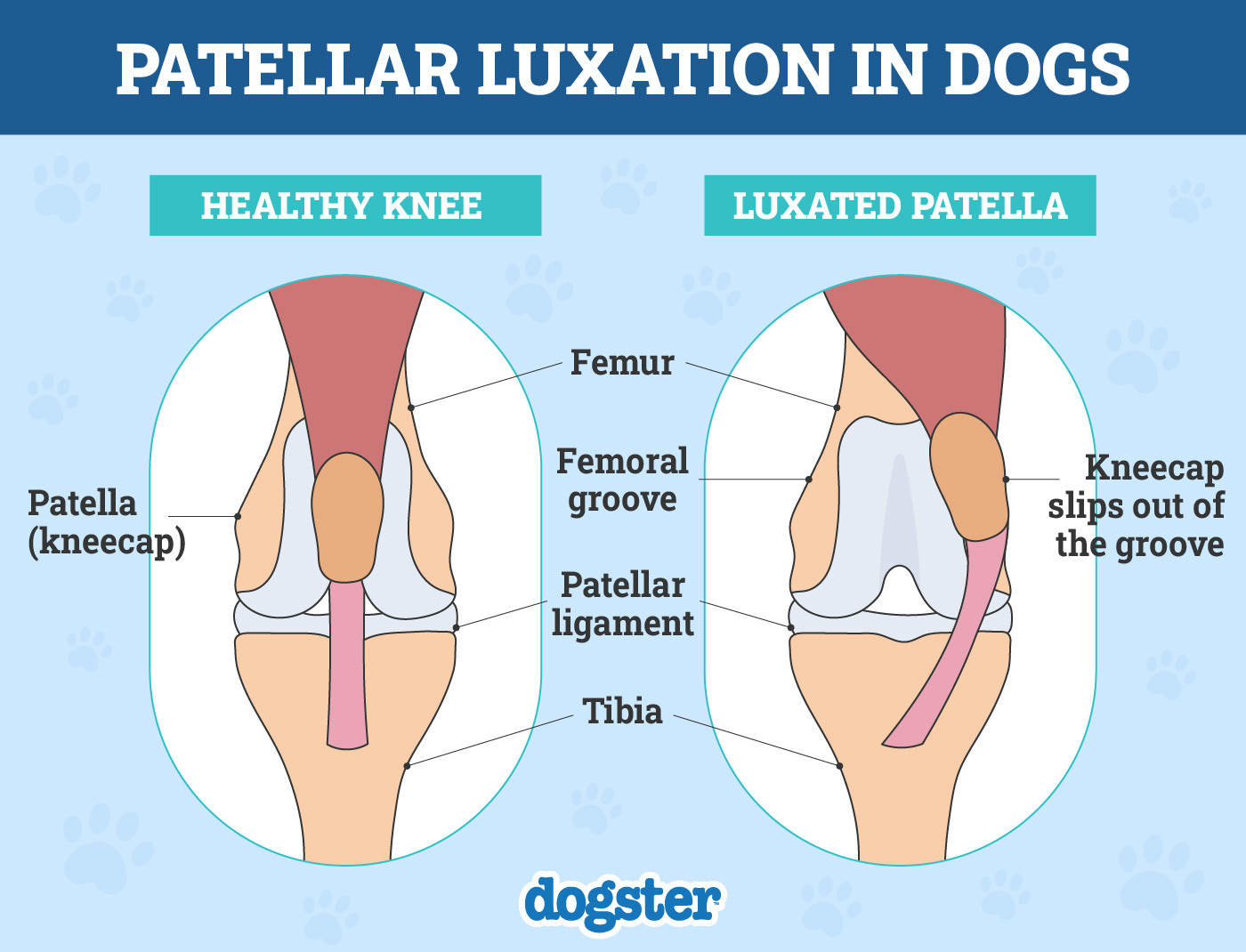 Patellar-Luxation-in-Dogs