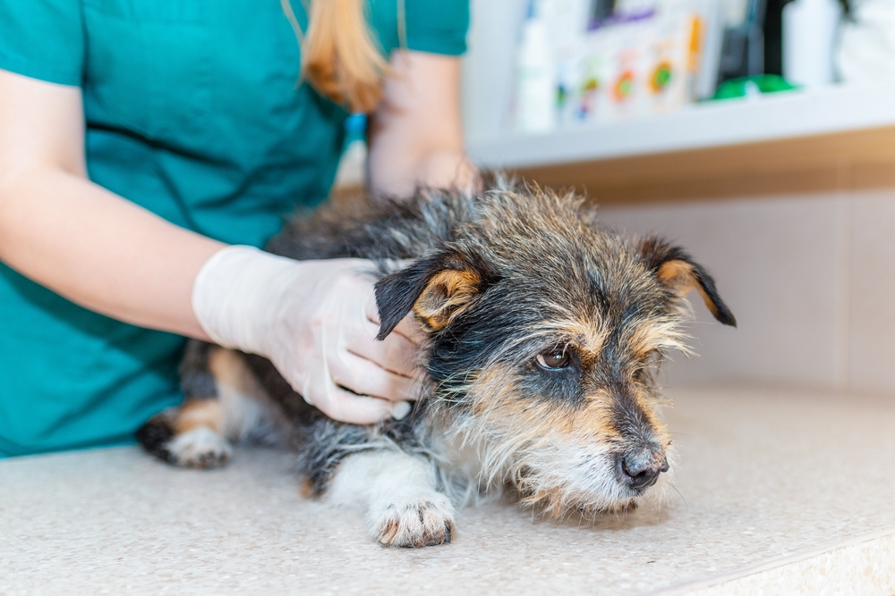 Seizures In Older Dogs: Our Vet Explains the Signs, Causes & Care Advice