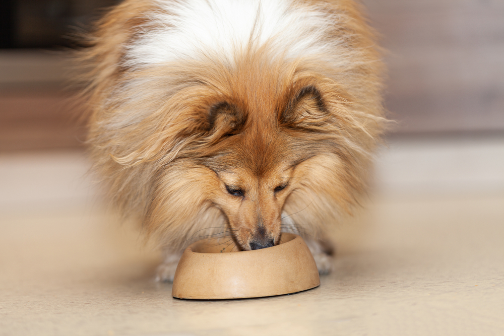 8 Best Dog Foods for Shelties in 2026 - Reviews & Top Picks