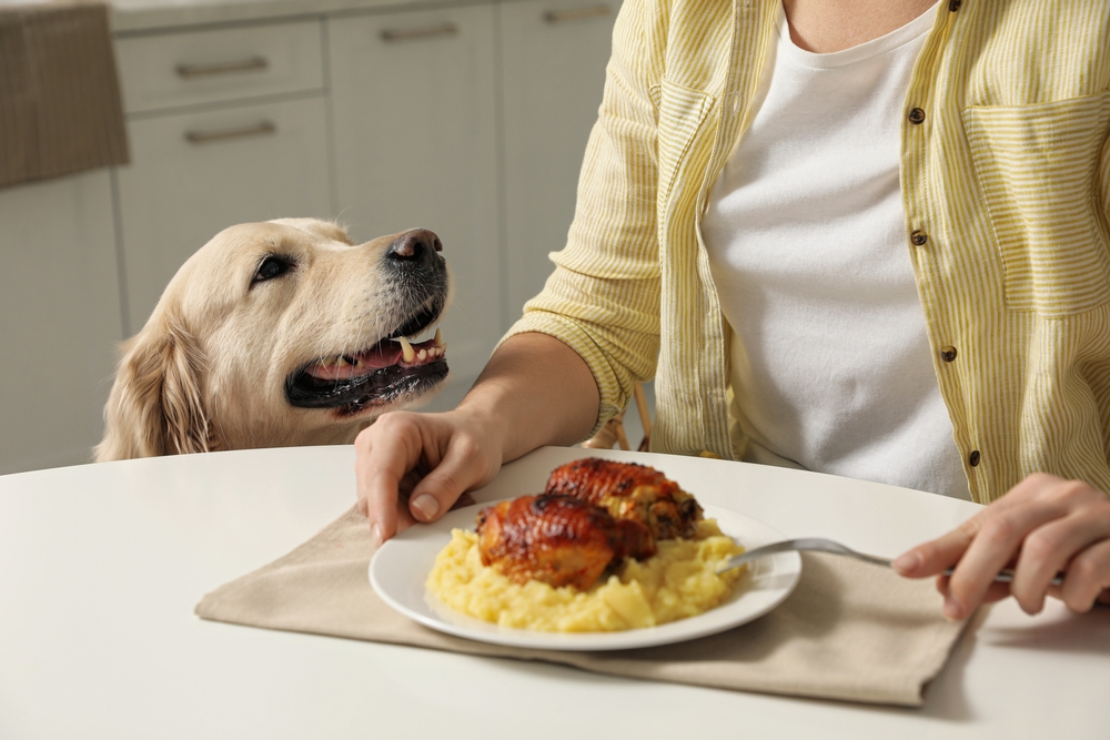 Common reasons why has my dog suddenly started stealing food