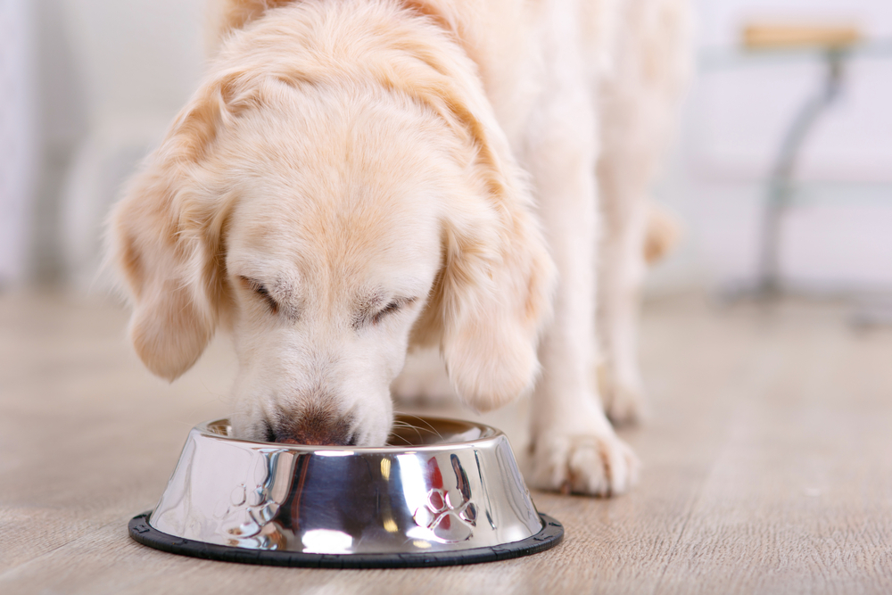 Feeding Senior Dogs: Vet-Verified Tips & Understanding Nutritional Needs