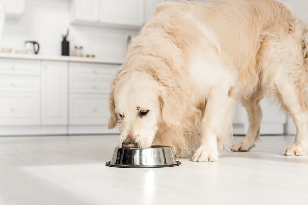 How to Hydrate Your Dog: 6 Vet-Approved Ways