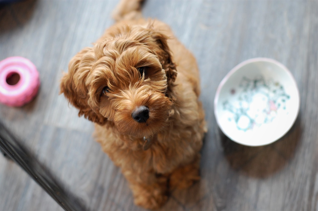 Designer Breeds: Best of Both? New Study Says No