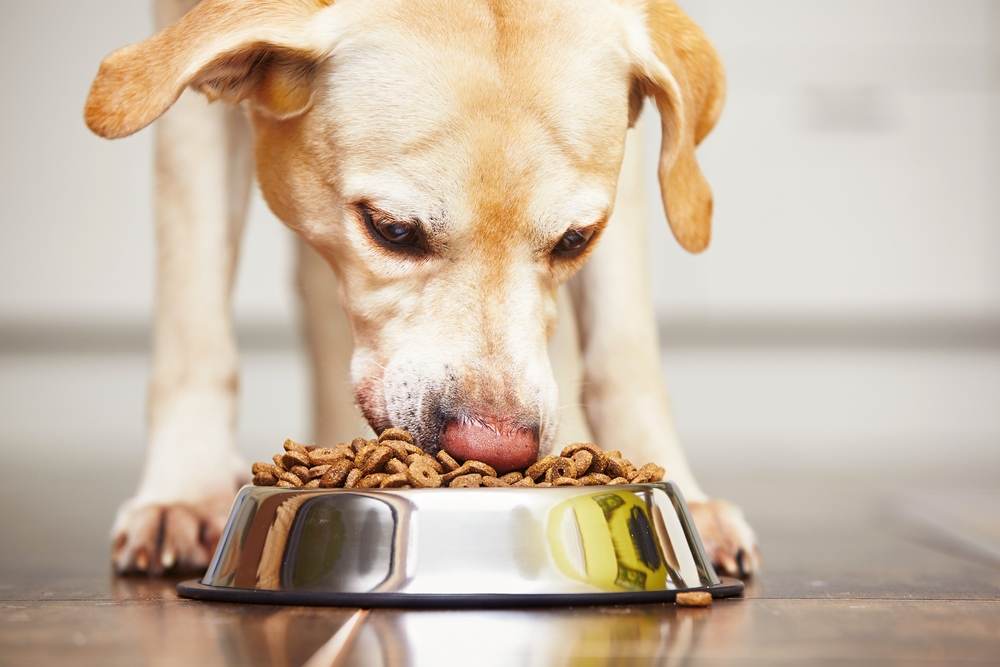 What Is Hypoallergenic Dog Food Made Of? Vet-Reviewed Explanation