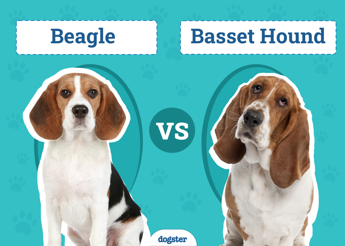 Beagle vs Basset Hound: The Differences (With Pictures)