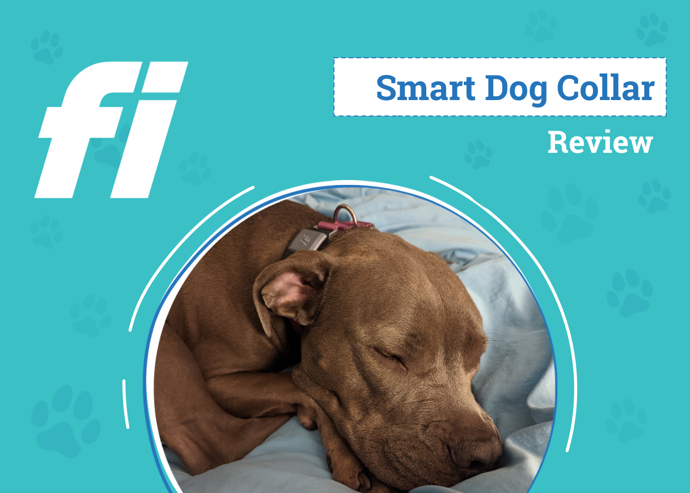 Fi Smart GPS Dog Collar Review 2026: An Expert's Breakdown
