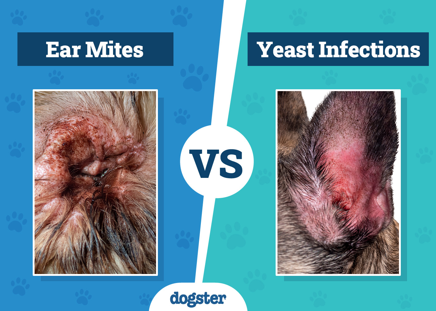 Dog Ear Mites vs Yeast Infections: Vet Tips to Tell the Difference