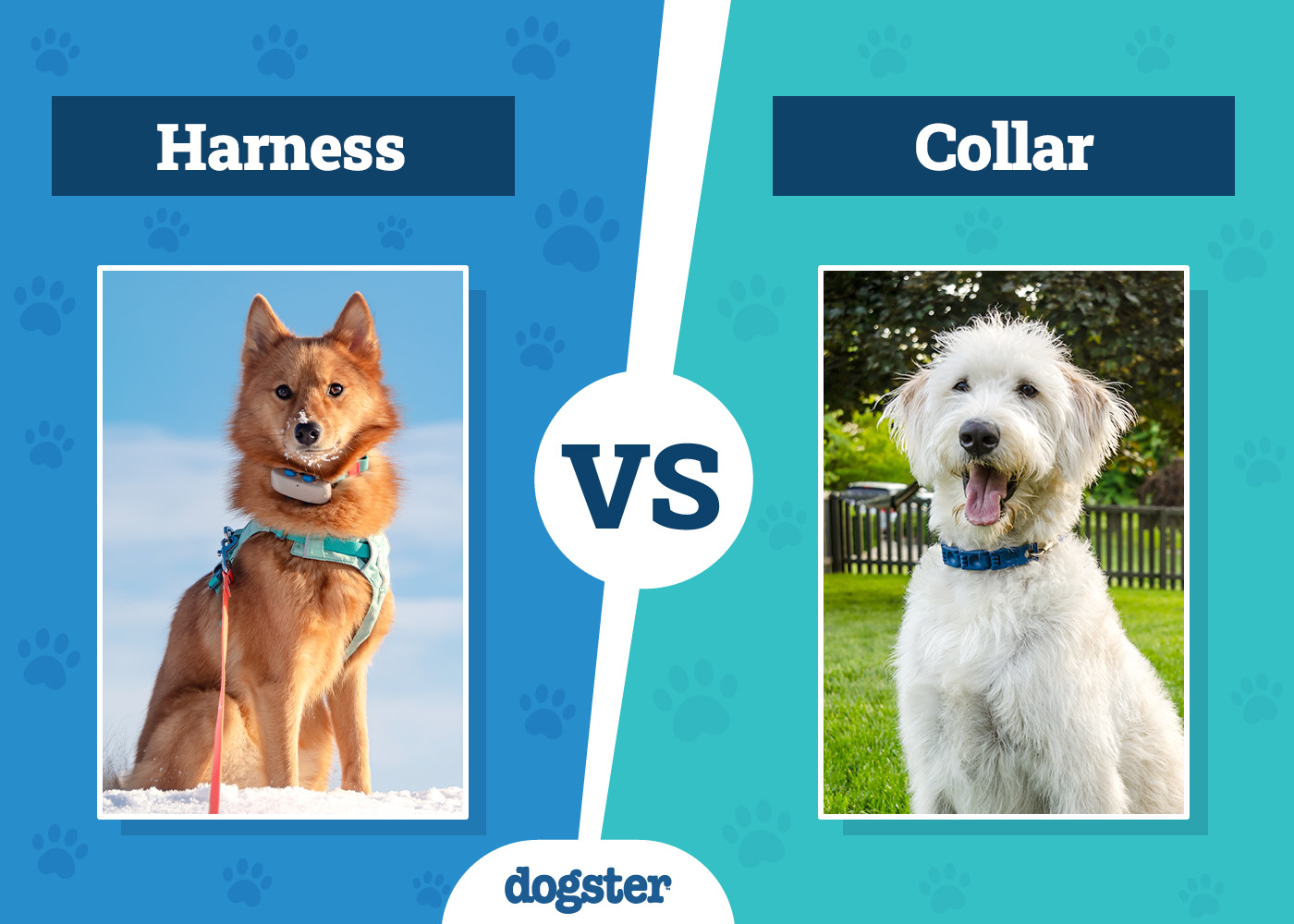 Dog Harness vs Collar: Which Is Better? (Pros & Cons)