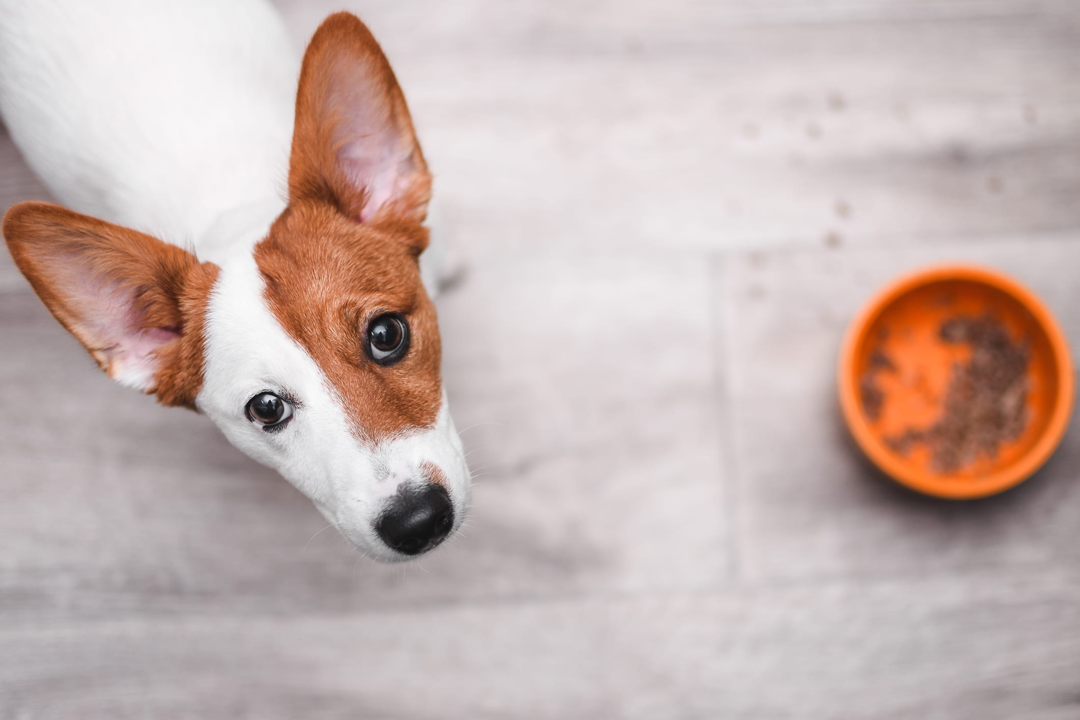 Why Isn’t My Puppy Eating? 8 Vet-Reviewed Reasons