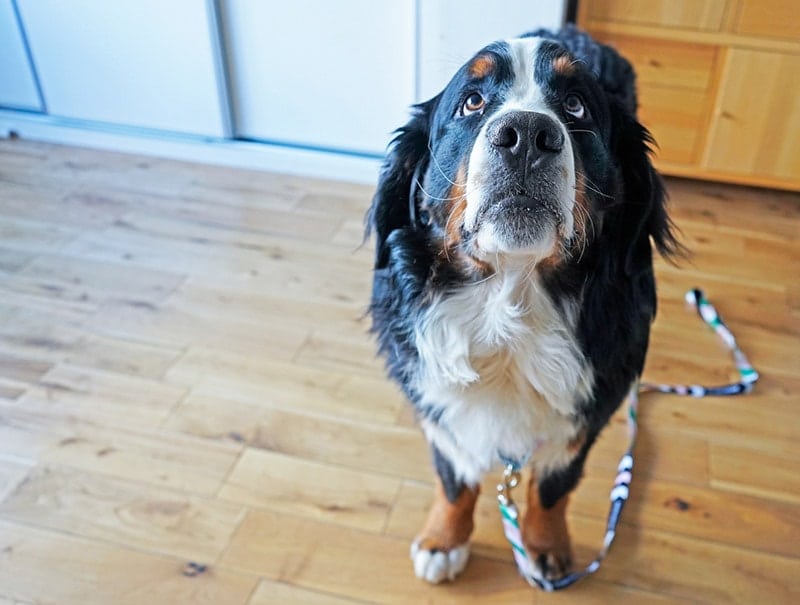 bernese-mountain-dog-on-a-leash