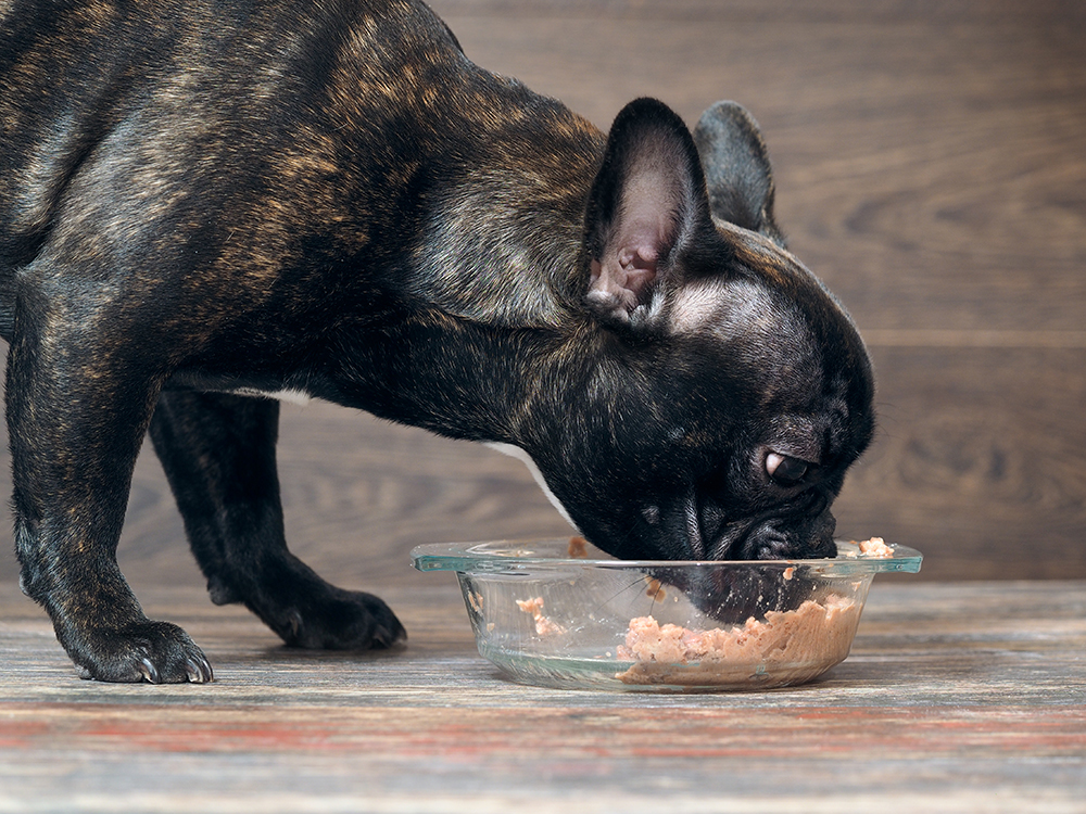8 Best Dog Foods at Target in 2026 - Reviews & Top Picks