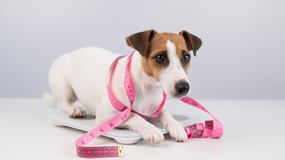 10 Best Wet Dog Foods for Weight Loss in 2026: Reviews & Top Picks