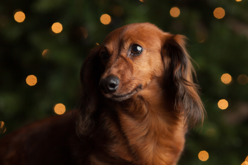 long haired red dachshund in front of christmas lights