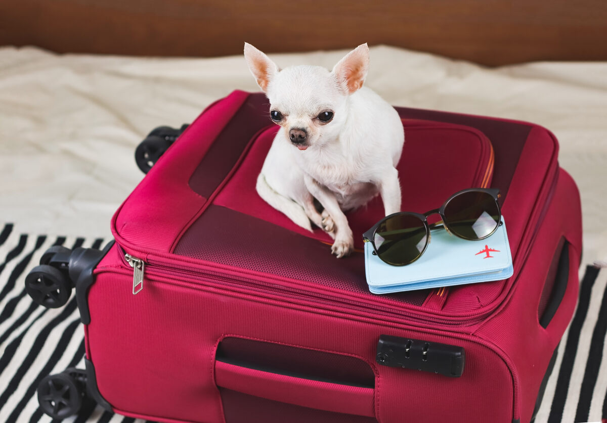 How to Fly With a Dog: 13 Vet-Approved Travel Tips