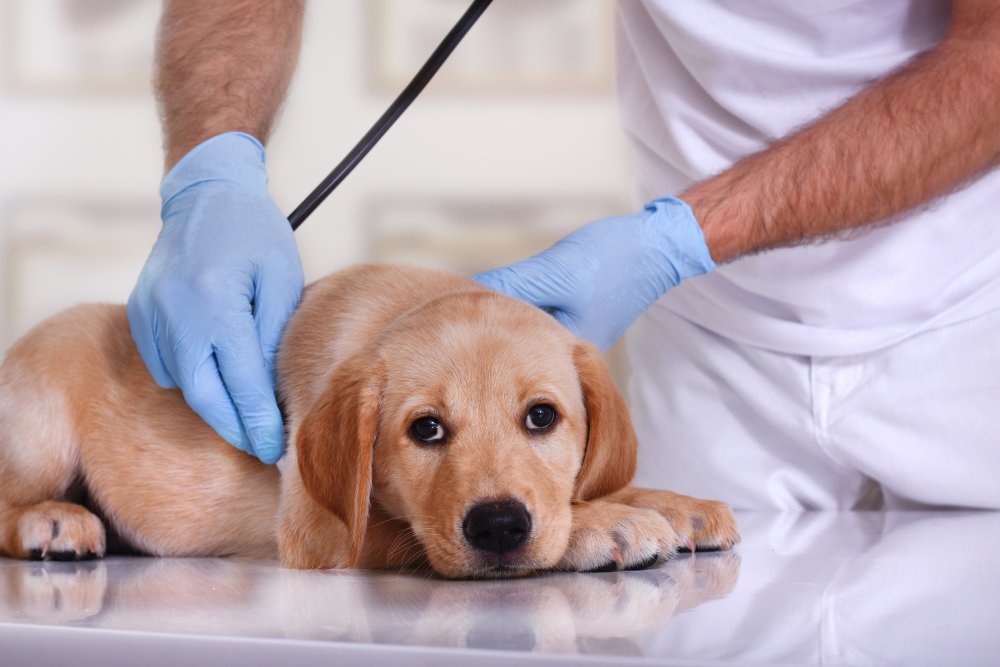 How to Tell if a Puppy Is a Boy or a Girl: Vet-Approved Way