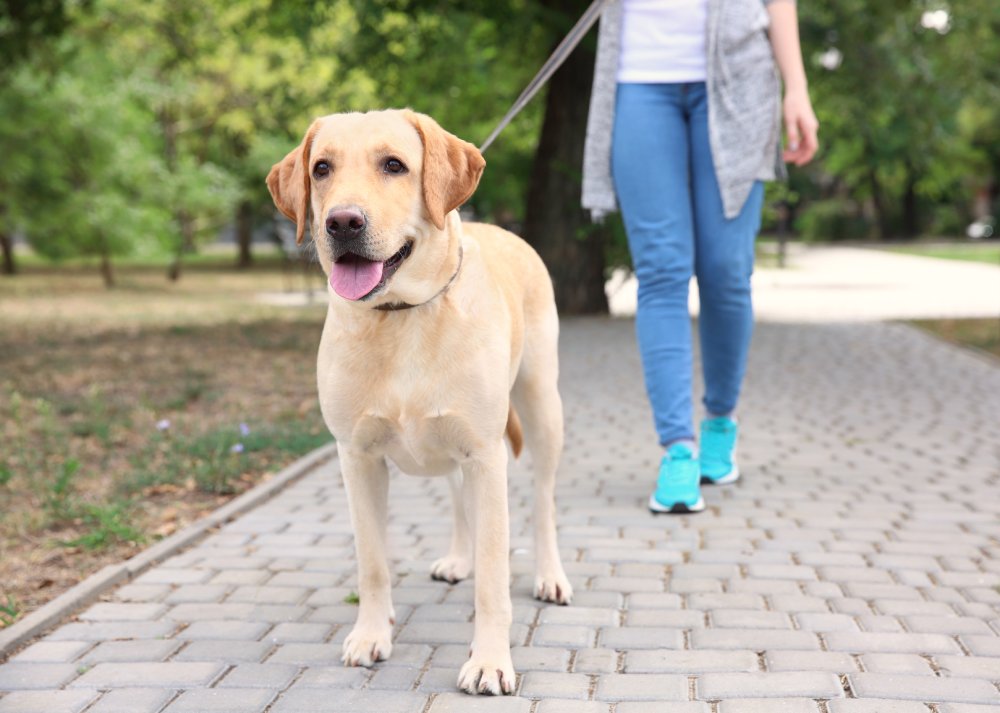 How Much Does It Cost to Own a Labrador Retriever in 2026? Price Guide