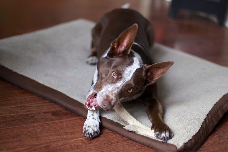 9 Best Rawhide Alternatives for Dogs In 2026 - Reviews & Top Picks