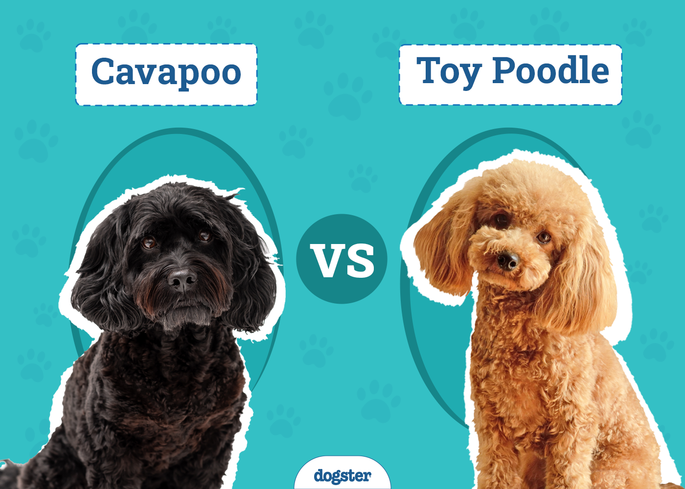 Cavapoo vs Toy Poodle: Key Differences (With Info & Pictures)