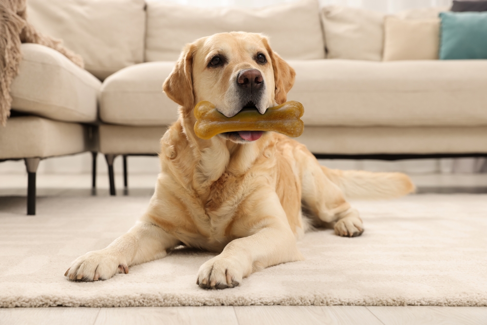 5 Safe Chews for Dogs: How to Choose the Right Dog Chews (Vet Approved)