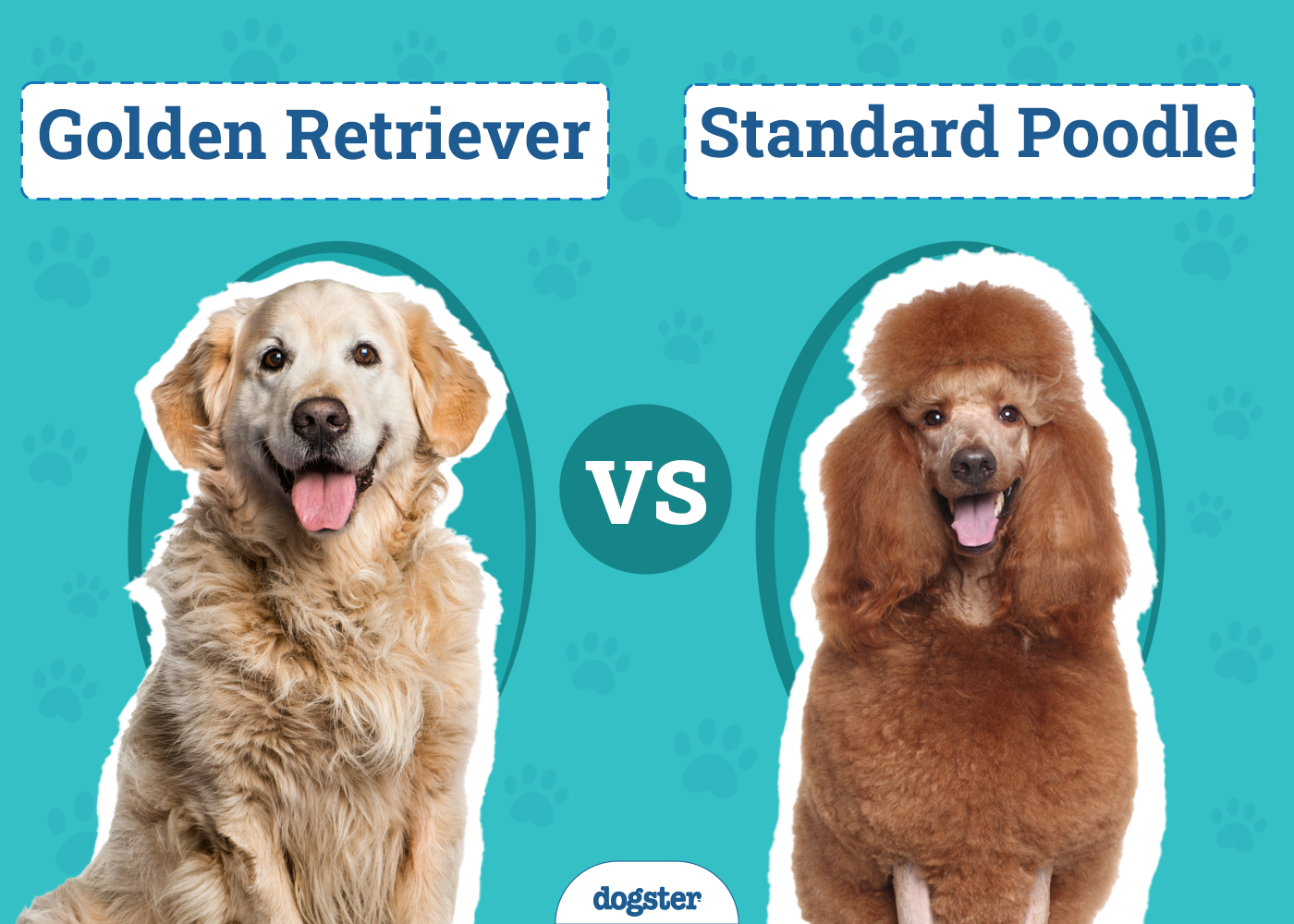 Golden Retriever vs Standard Poodle: Main Differences (With Pictures)