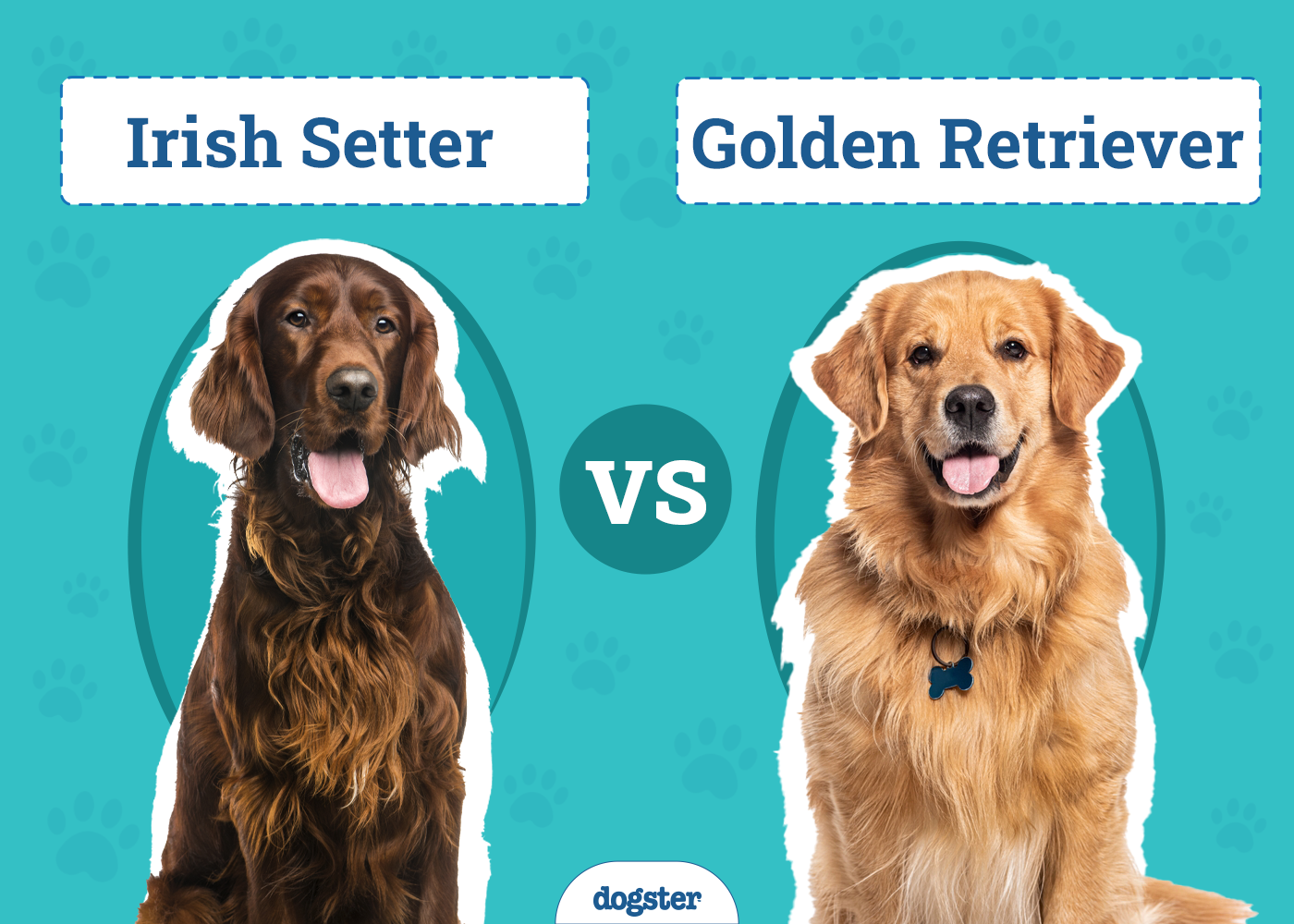 Irish Setter vs Golden Retriever: Main Differences (With Info & Pictures)