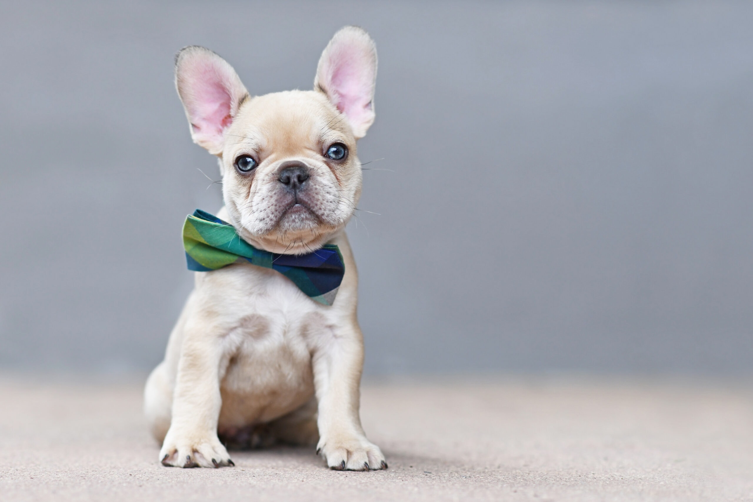 Platinum French Bulldog: Info, Pictures, Origin & History