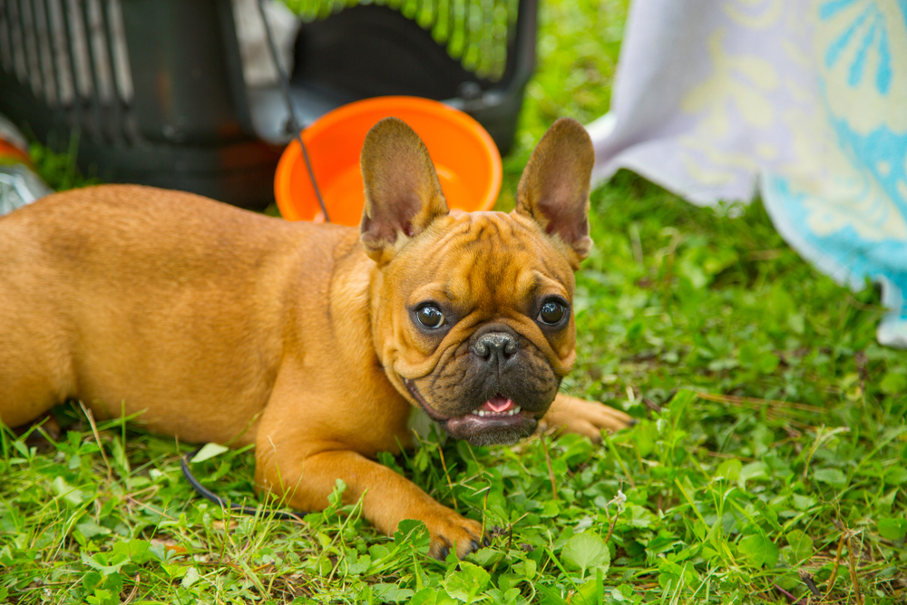 Red and Red Fawn French Bulldog: Info, Pictures, Origin & History