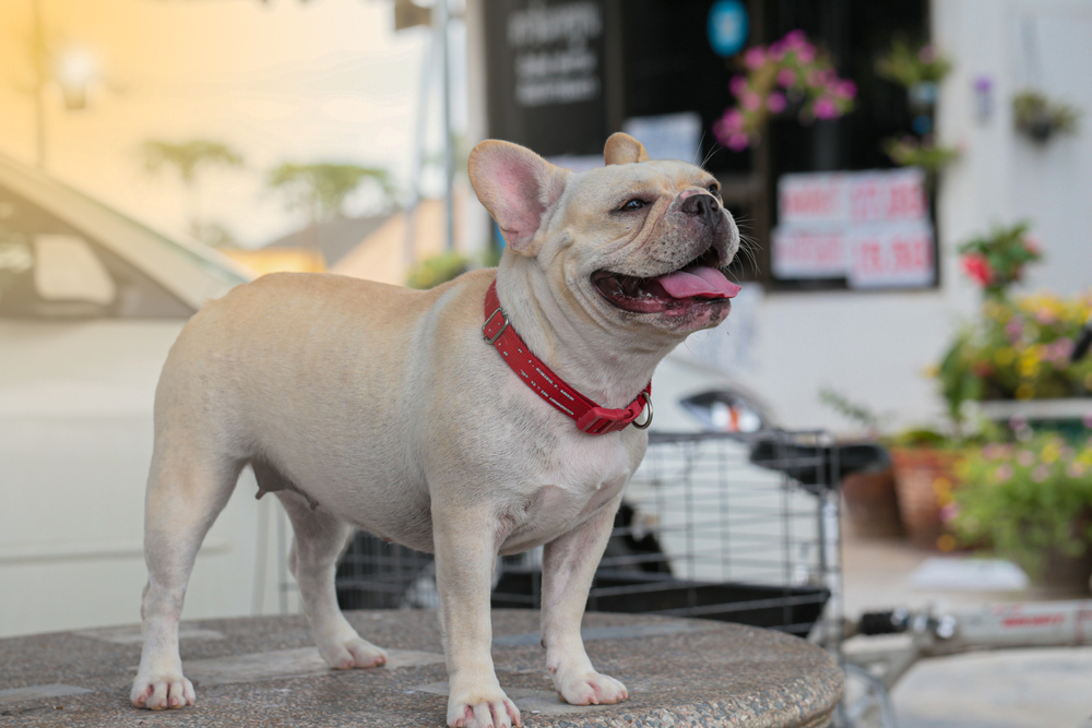 When Do French Bulldogs Calm Down? 9 Vet-Approved Tips to Help Hyperactivity
