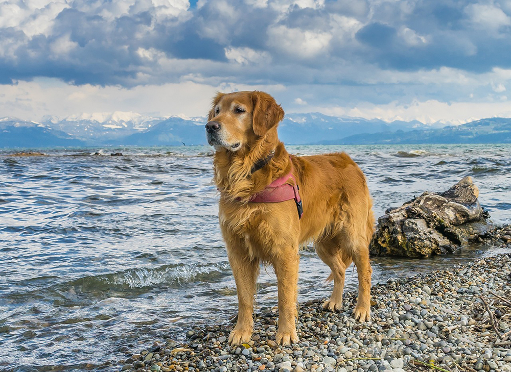 golden retriever dog in the shore
