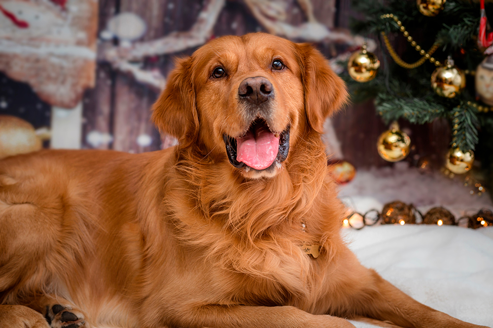 golden retriever dog near the Christmas tree