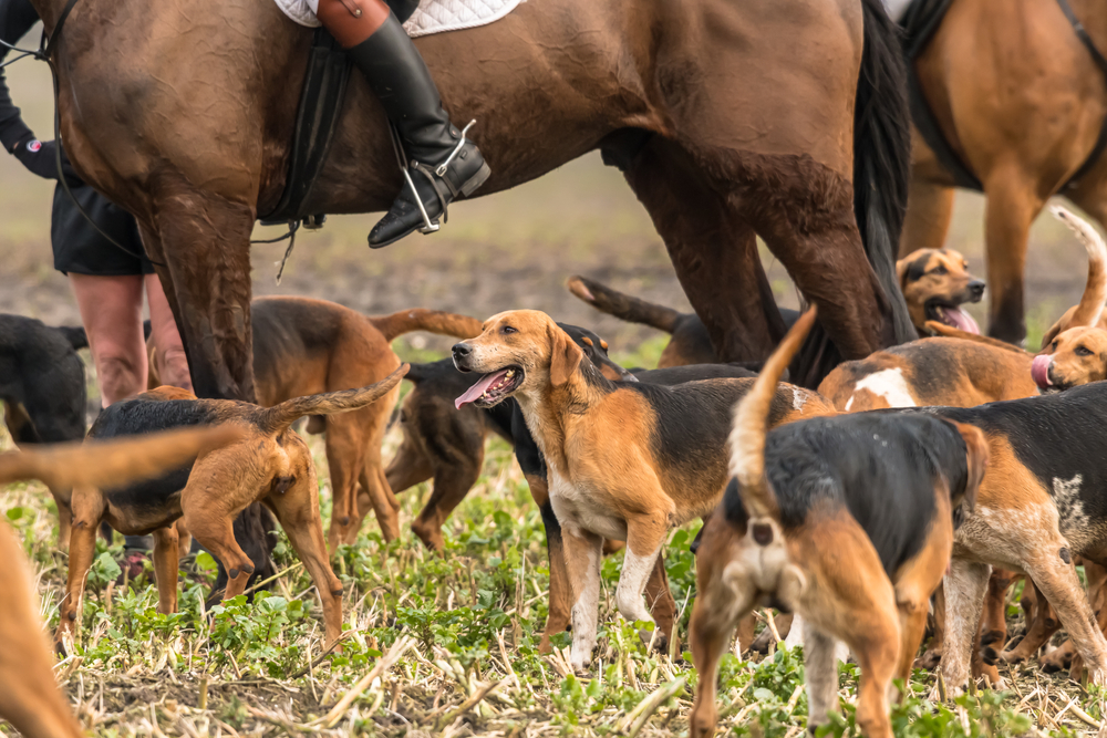 kerry-beagles-on-a-hunt