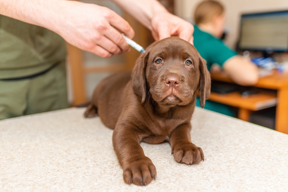 First Vaccines For Puppies: Our Vet's Guide on Initial Vaccinations