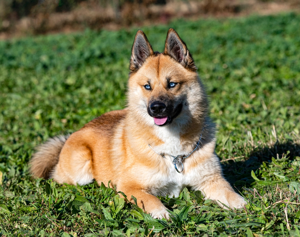 10 Best Dog Foods for Pomskies in 2026 - Reviews & Top Picks