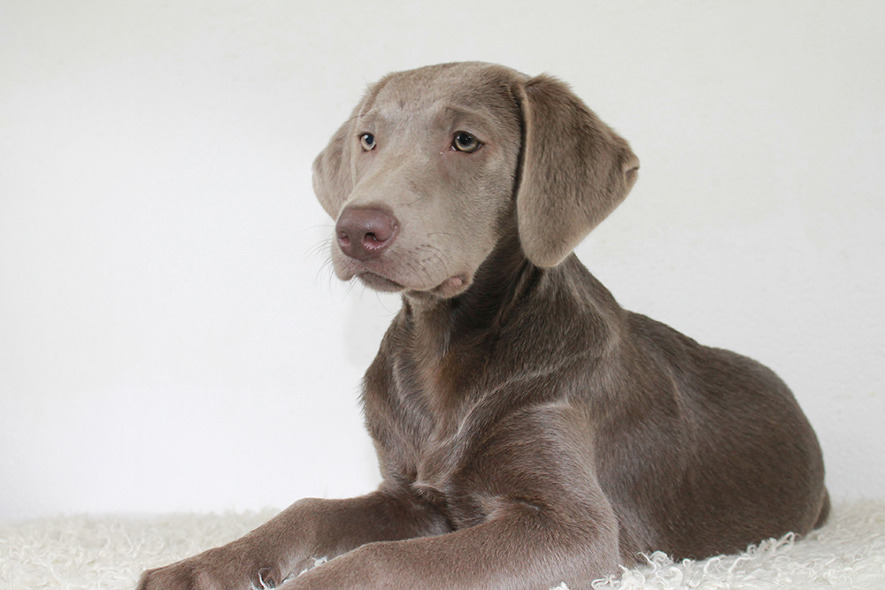 young silver labrador retriever dog
