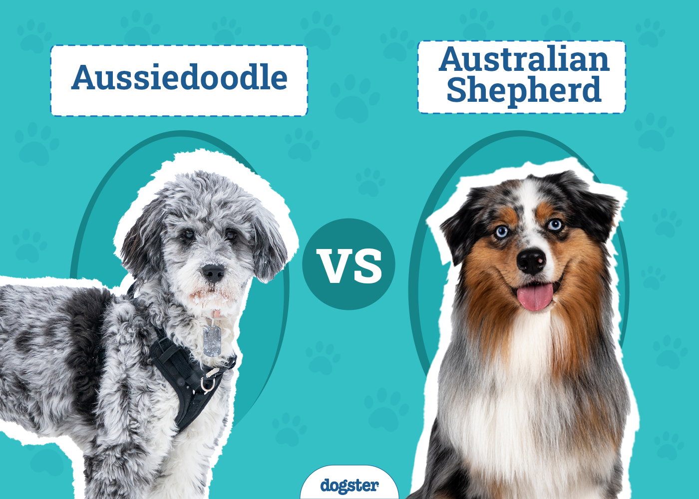 Aussiedoodle vs Australian Shepherd: The Differences (With Pictures)