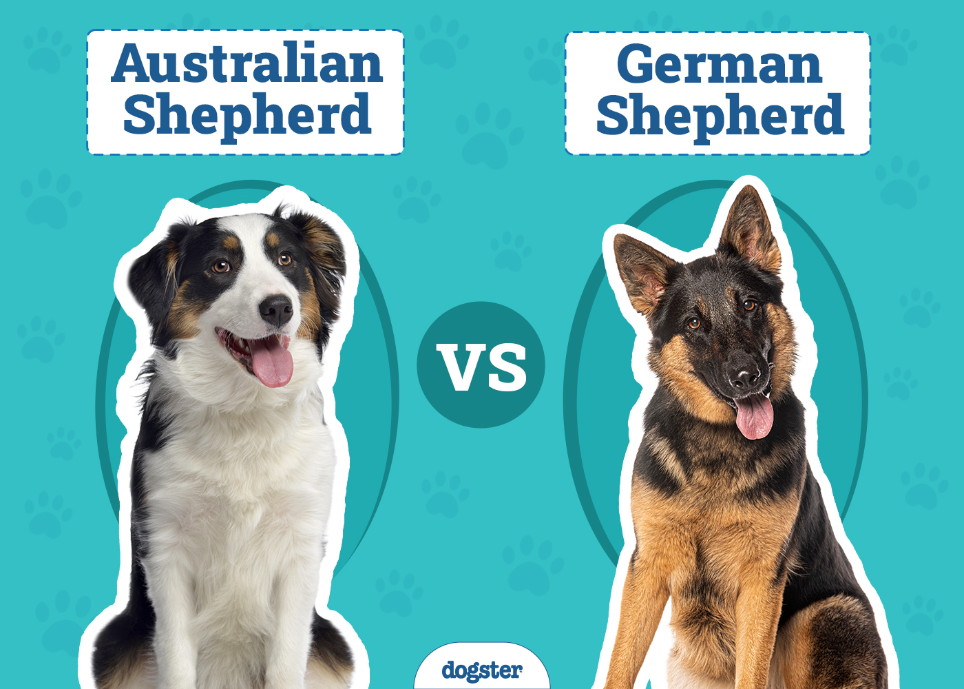 Australian Shepherd vs German Shepherd: The Differences (With Pictures)